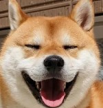劉小強